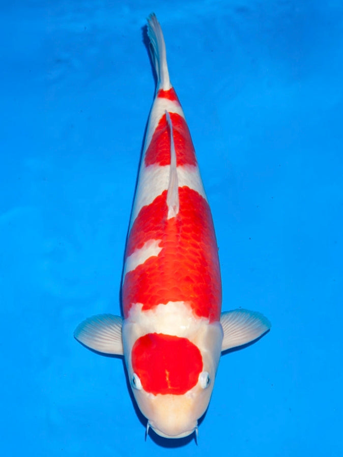 Kohaku
