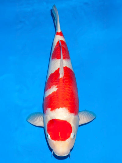Kohaku