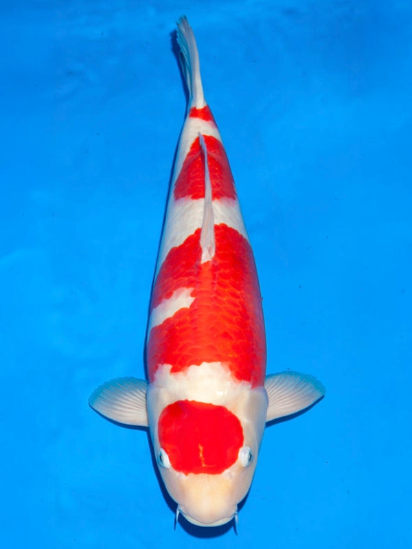 Kohaku
