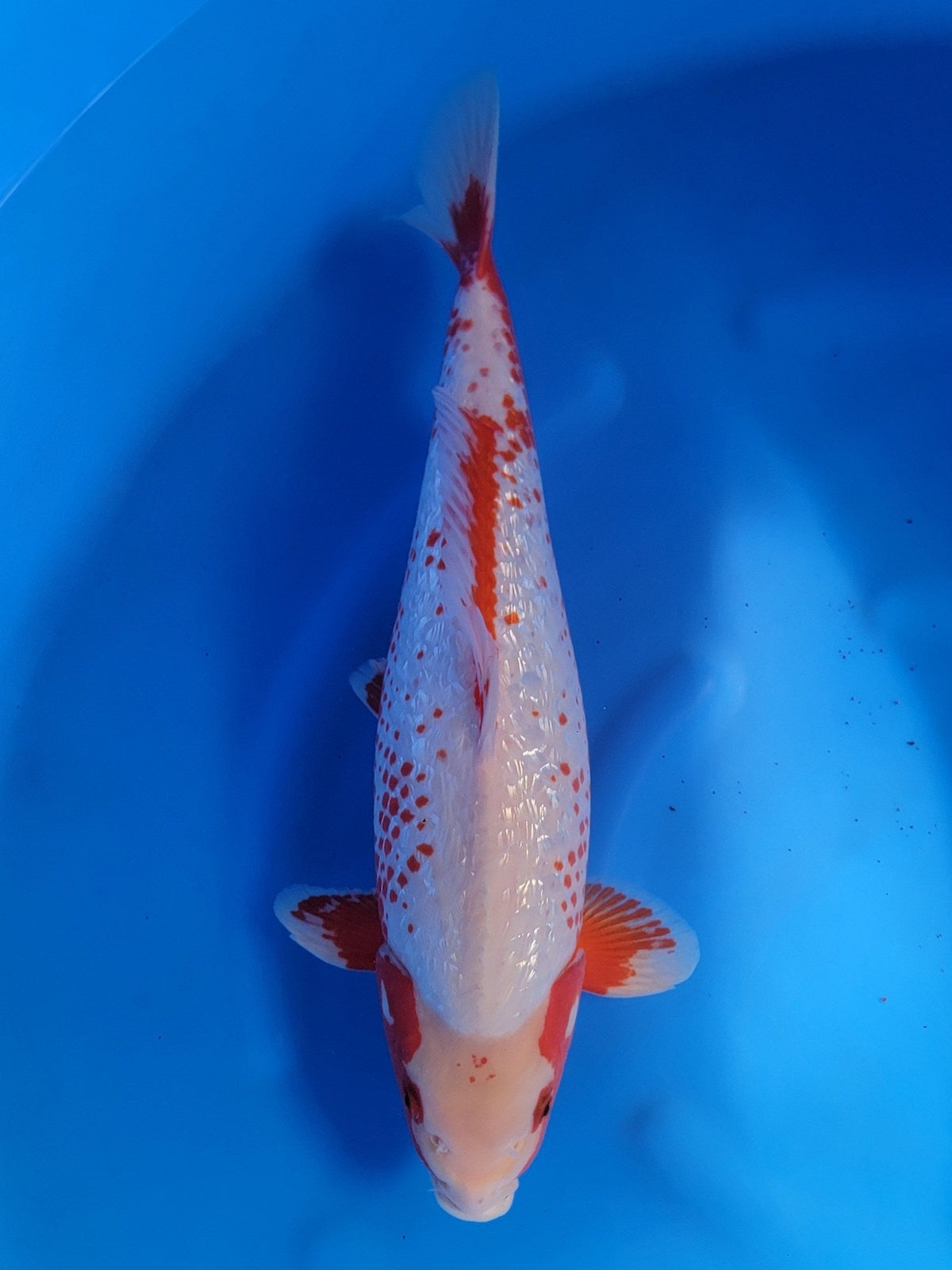 Ozumi Ikarashi Ginrin Asagi koi for sale — 50 cm at ChampKoi