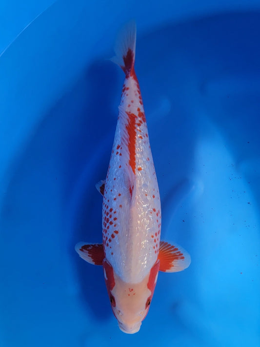 Ozumi Ikarashi Ginrin Asagi koi for sale — 50 cm at ChampKoi