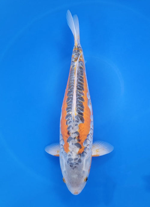 Shusui - image 4