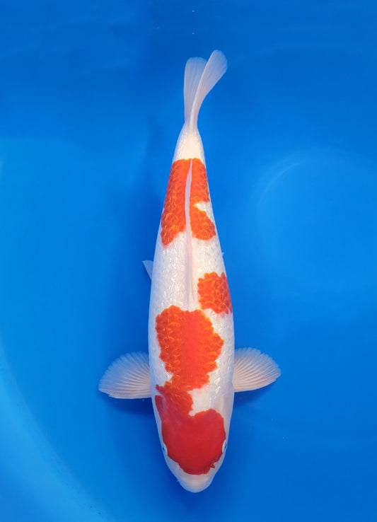 23A-295 Ginrin Kohaku