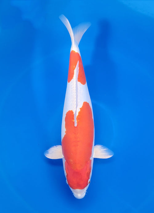Kikusui - image 1