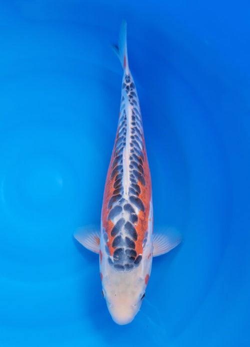 Shusui - image 3