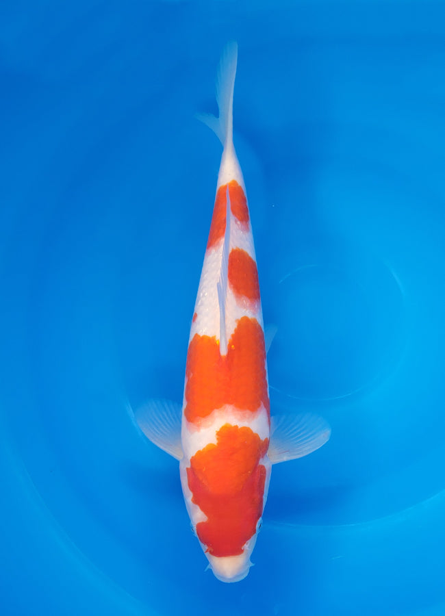 23D-016 Kohaku