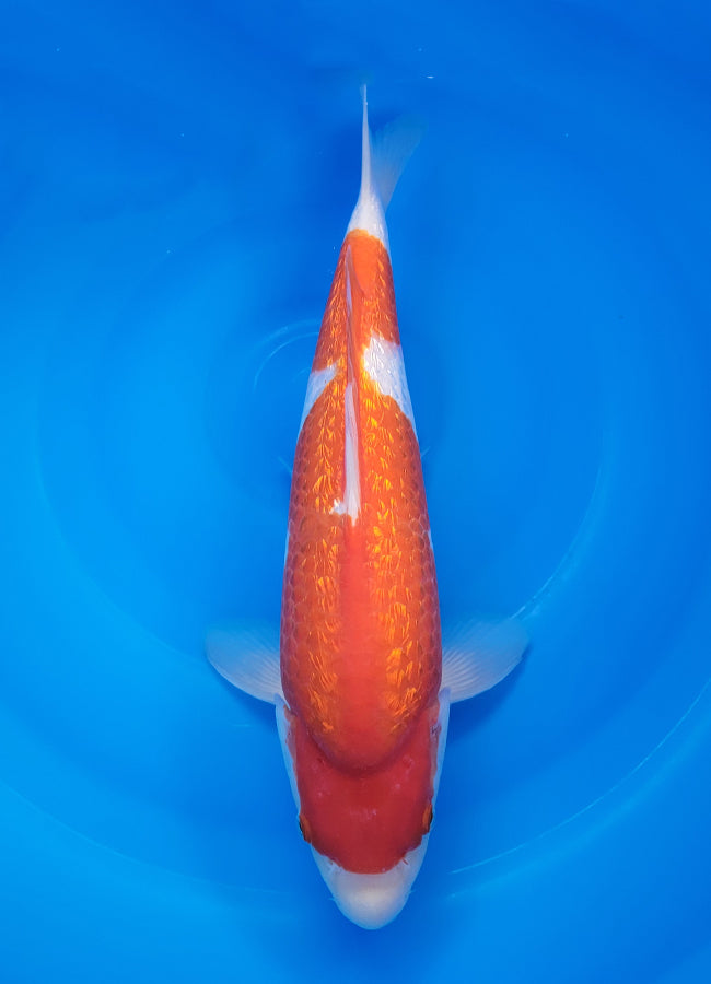 23D-045 Kohaku