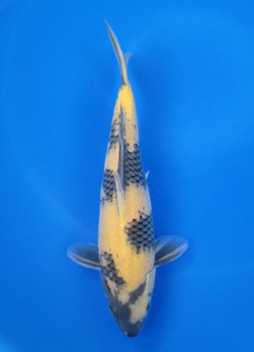 Ki Utsuri - image 1