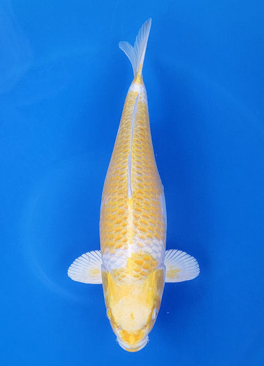 Feb Collection Page 2 Champion Nishikigoi