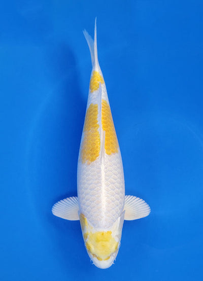 Hariwake