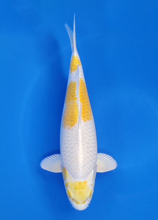 Hariwake