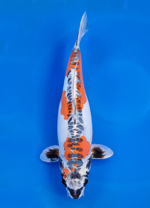 Beni Kikokuryu - image 3
